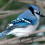 Blue Jay