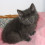 morgane