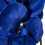 Blue Orchid