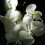 vanilla_blossoms