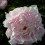 Albertine