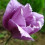 Fiorenza