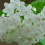 nabegum