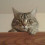 kittensalsa