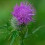 LilacThistle