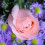 roses&violets