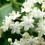 elderflowers