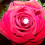 RoseAmongThorns