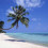 mangue55