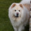 chowchow41