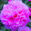 PetalTalk