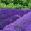 tomchuangot@yahoo.com