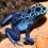 frogman