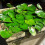 aromajon