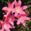 Belladonna