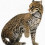 Ocelot
