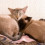 SiameseCat