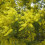Mimosa
