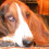 basset
