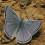 urtica