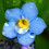 Myosotis