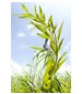 L`Occitane en Provence Verbena Sun
