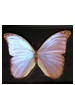 Bud Parfums Butterfly