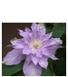 Bud Parfums Fleur De Lilac