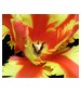 Bud Parfums Jezebel
