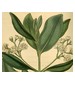 Olympic Orchids Artisan Perfumes Bay Rum