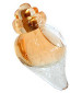 perfume Eau Florale
