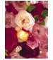 Les Parfums de Rosine La Rose Legere