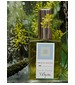 DSH Perfumes Vetyver 