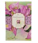 Aloha Beauty Island Bougainvillea