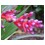Bud Parfums Sophia