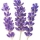 Lavender src