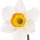 Narcissus src