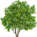 Лимоновое дерево