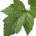 Black currant leaf Black currant leaf