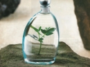 Eau d'Eden Cacharel for women Pictures