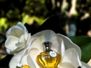 Mito Vero Profumo for women Pictures