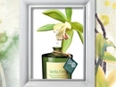 Orange Blossom Monotheme Fine Fragrances Venezia za žene i muškarce Slike