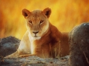 LIoness Sarah Horowitz Parfums for women Pictures