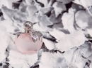 Nina L’Eau Nina Ricci for women Pictures