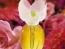 Chloe Narcisse  Chloe for women Pictures
