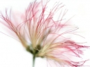 Eau De Fleur de Soie Kenzo for women Pictures