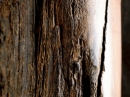 Essence Wenge Donna Karan for women Pictures