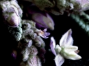 Essence Lavender Donna Karan for women Pictures