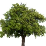 Pear Tree