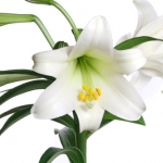 Perfumed Horoscope: May 6 - 12